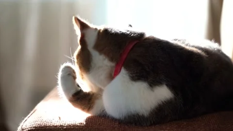 The cat washes while lying on the couch. Cat on the background of beautiful Stock Footage 156047742
