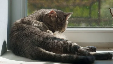 The cat washes by the window. 4k Stockbeeldmateriaal 125210589
