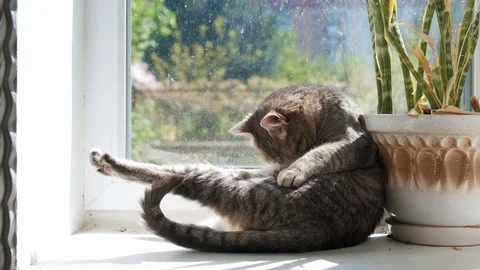 The cat washes by the window. 4k Stockbeeldmateriaal 125211185