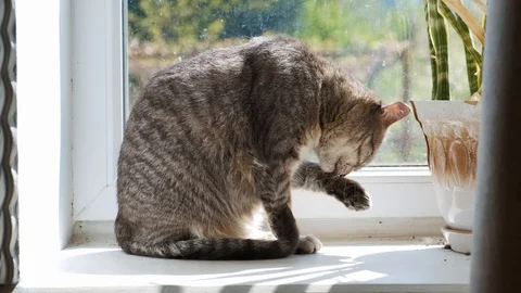 The cat washes by the window. 4k Stockbeeldmateriaal 128211967