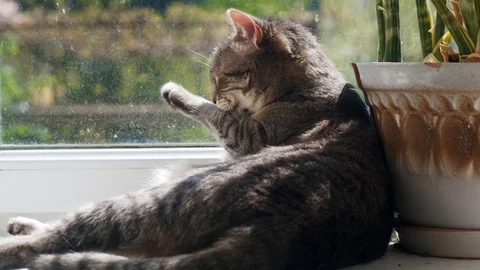 The cat washes by the window. 4k Stockbeeldmateriaal 128212532