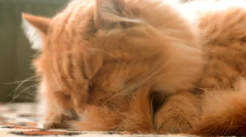 Cat washing, cleaning Stock Footage 34609514