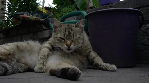 Cat is washing up Stock Footage 52157349