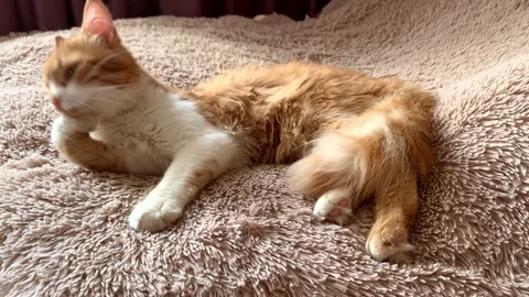 The cat is washing Stock Footage 112192282