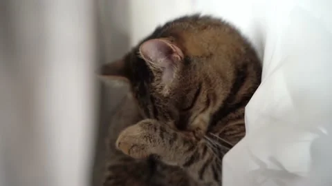 Cat washing Stock Footage 148888482