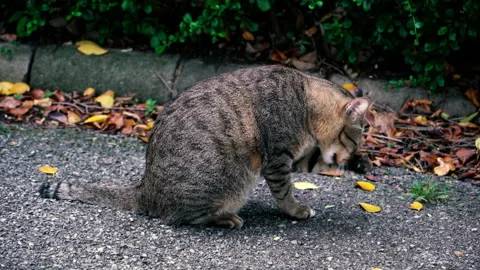 The cat is washing up Stock Footage 221122767