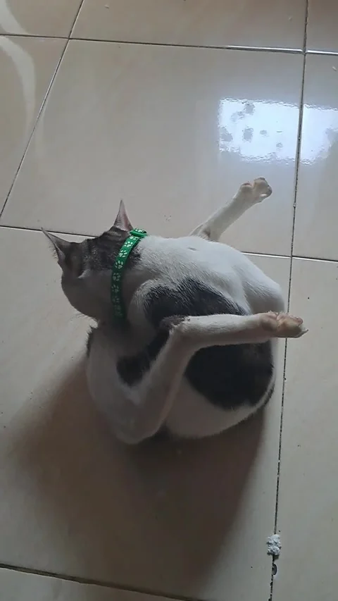 Cat is washing Stock Footage 244330734