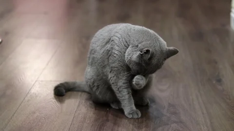 The cat is washing up Stock Footage 267880665