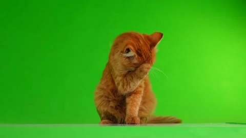 The cat is washing on the green screen Stock Footage