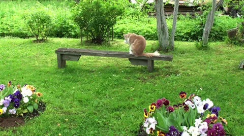 Cat washing himself in the garden 動画素材 25243443