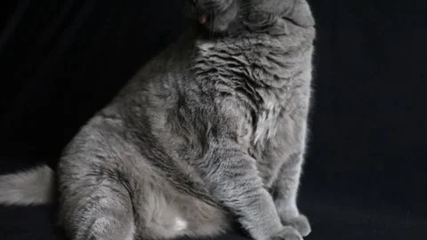 The cat is washing his face Video stock 292689872