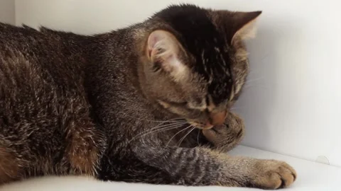 Cat washing his paw Stock Footage 193579273