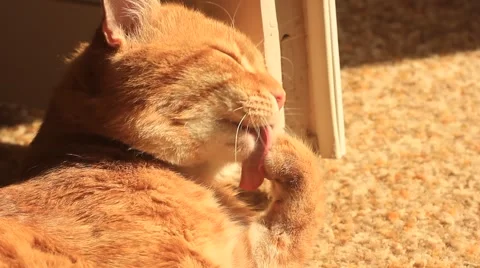 Cat washing itself Stock Footage 43812653