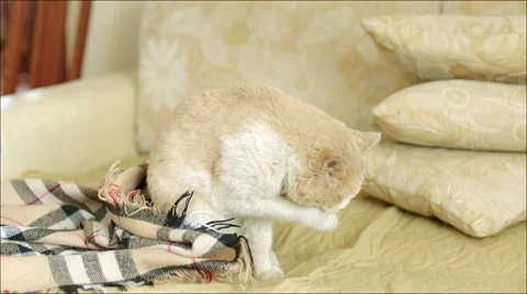 Cat washing itself Stock Footage 62684675