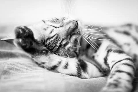 Cat washing itself Stock Photos