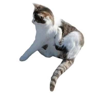 Cat washing itself Stock Photos