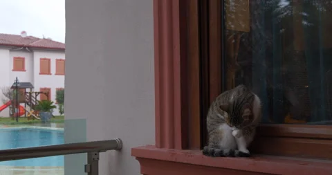 A cat washing itself sitting on the windowsill Stock Footage 132039899