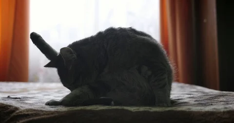 Cat washing lying on the couch Vídeos de archivo 102108343