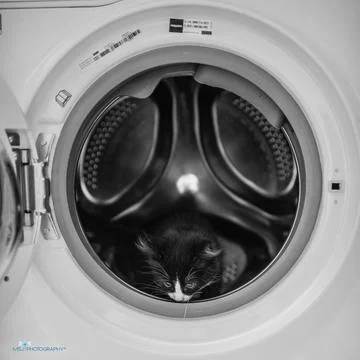Cat in washing machine. B&amp;W Fotos de archivo