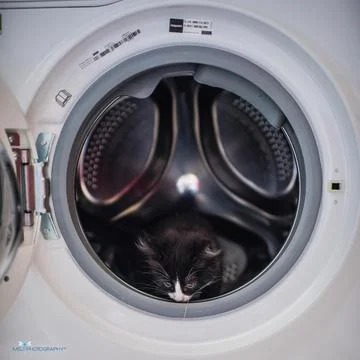Cat in washing machine Fotos de archivo