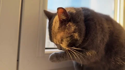 Cat Washing Paw by the Window at Sunset  Cozy Relaxing Stock Footage 308808049