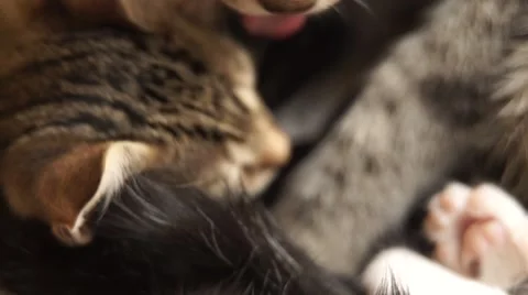 Cat washing SLOW-MO Stock Footage 53808914