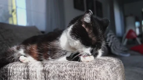 Cat washing on the sofa. Stock Footage 176269393
