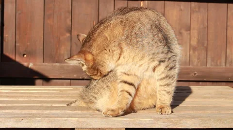 Cat washs Stock Footage 34923027