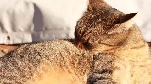 Cat washs Video stock 34935559