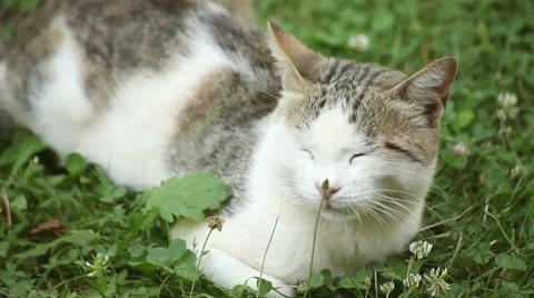 Cat to Watch Video stock 8555479