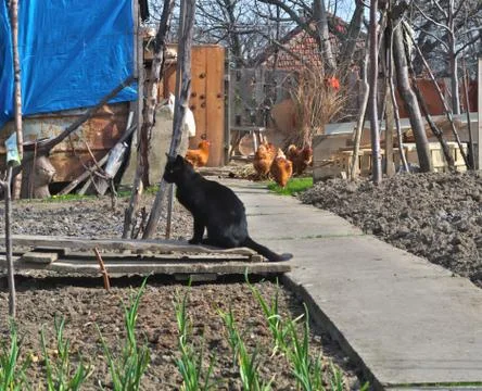 Cat on watch Stock Photos