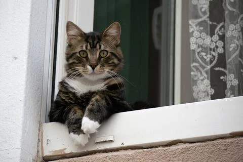Cat on Watch Stock Photos