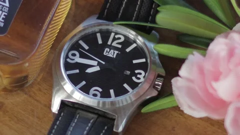 CAT WATCH TIMElapse Stockbeeldmateriaal 189180715