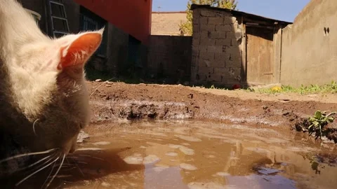 Cat watches a Hoverfly then drinks water. This insect, also called flower fly Stock Footage 154119990