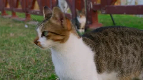 Cat watches river. Sunset evening with cat staring at flowing water Stock Footage 331556874