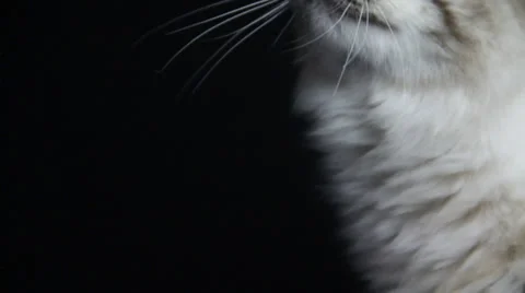Cat Watches Something Keenly Stock Footage 35493576