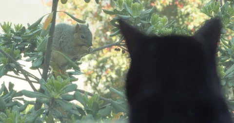 Cat watches a squirrel Stock Footage 236180469