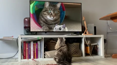 Cat watching another cat on TV 4K Stock Footage 161769574