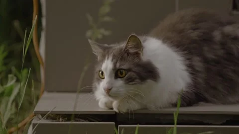 Cat watching attentively at something. Stock Footage 197081193