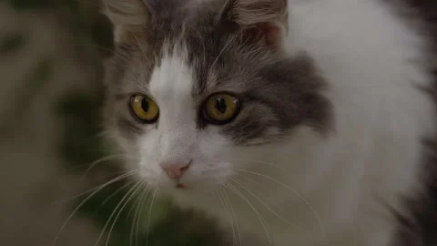 Cat watching attentively at something. Stock Footage 197081226