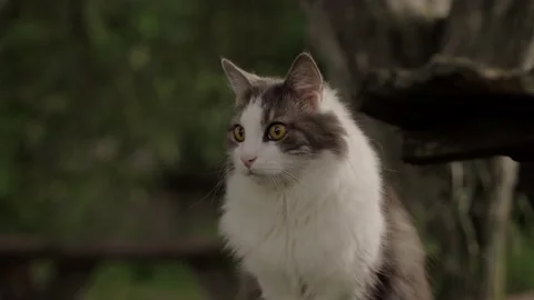Cat watching attentively at something. Stock Footage 197081248