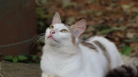 Cat watching birds Stock Footage 137107361