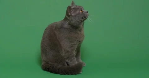 Cat watching curiously Stock Footage 102982111