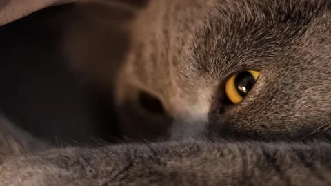 The cat is watching in the distance Stock Footage 267880718