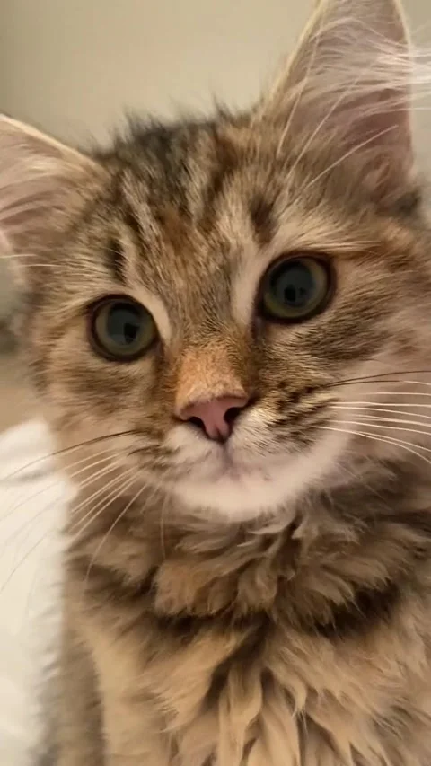 The cat is watching Stock Footage 315511978