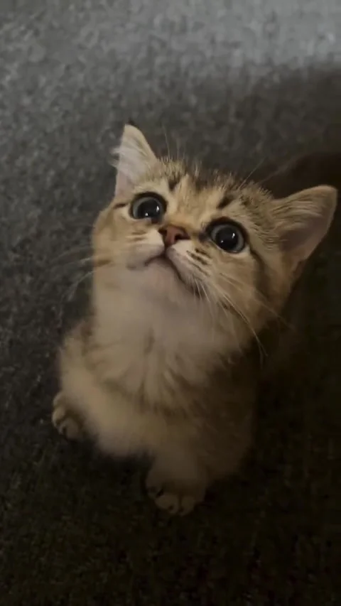 The cat is watching Stock Footage 315512021