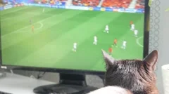 thread - Moggy Thread 3 - Page 7 Cat-watching-football-game-television-footage-067209189_iconm