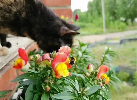 Cat watching how bumblebee collects pollen and flies away Stock Footage 158991736