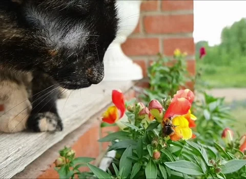 Cat watching how bumblebee collects pollen and flies away Stock Footage 158991779