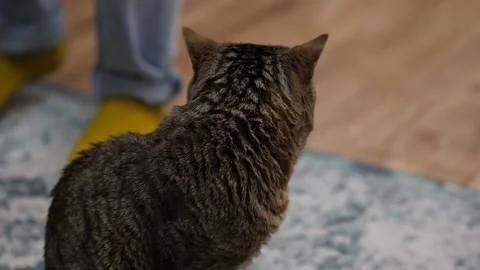 Cat is watching human legs approaching him Stock Footage 268728966